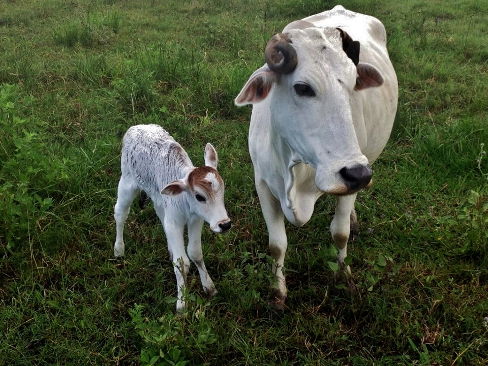 A baby cow with her mother