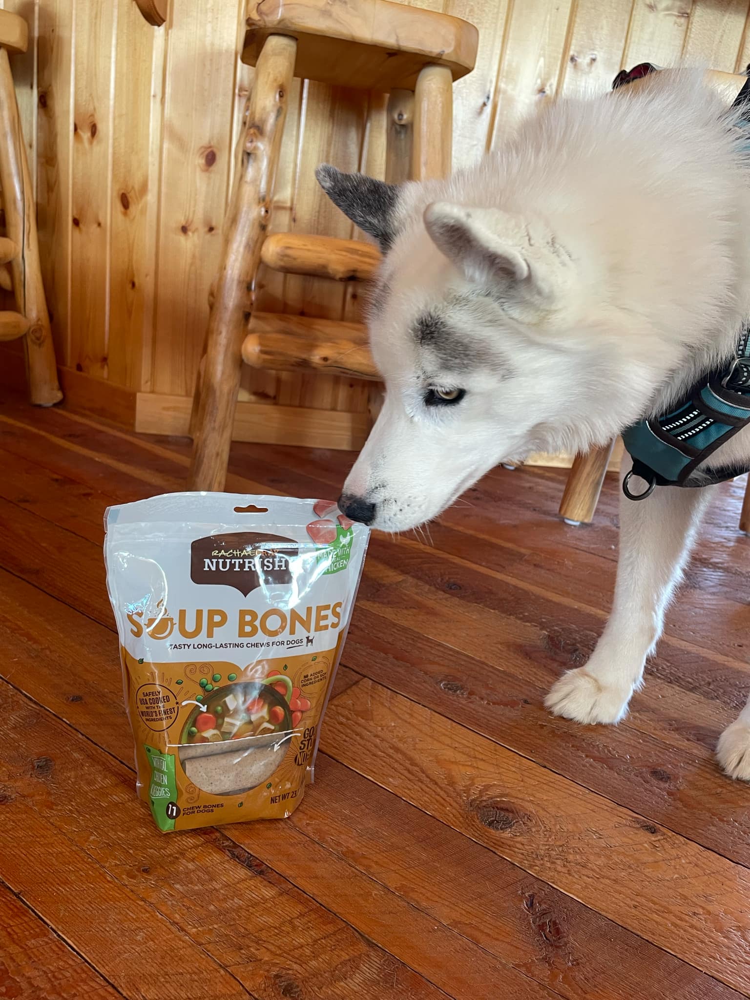 Jackson the husky dog standing by the bag of 11 Soup Bones by Nutrish