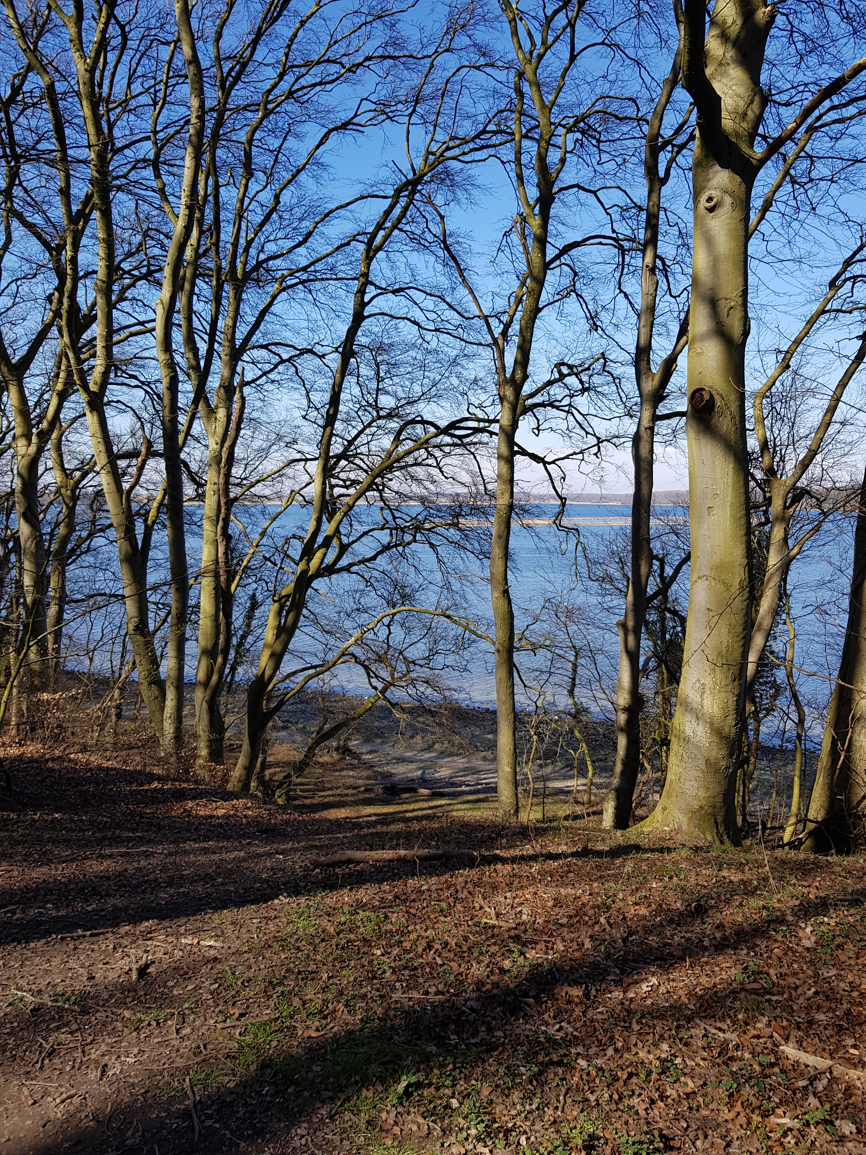 The beach as seen through the trees of the forest