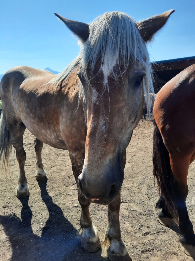 A draft horse from the United in Light Sanctuary. I recommend visiting United in Light as one of the things to do in Livingston, Montana.