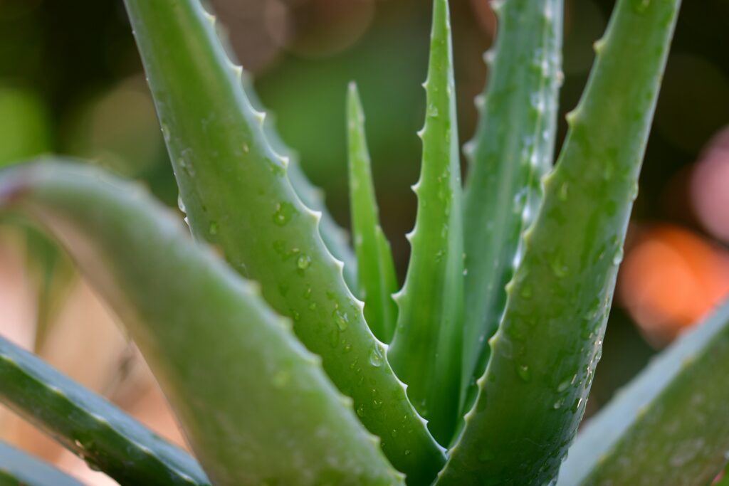 An aloe vera plant that can be used in herbal haircare routines to soothe and hydrate the scalp