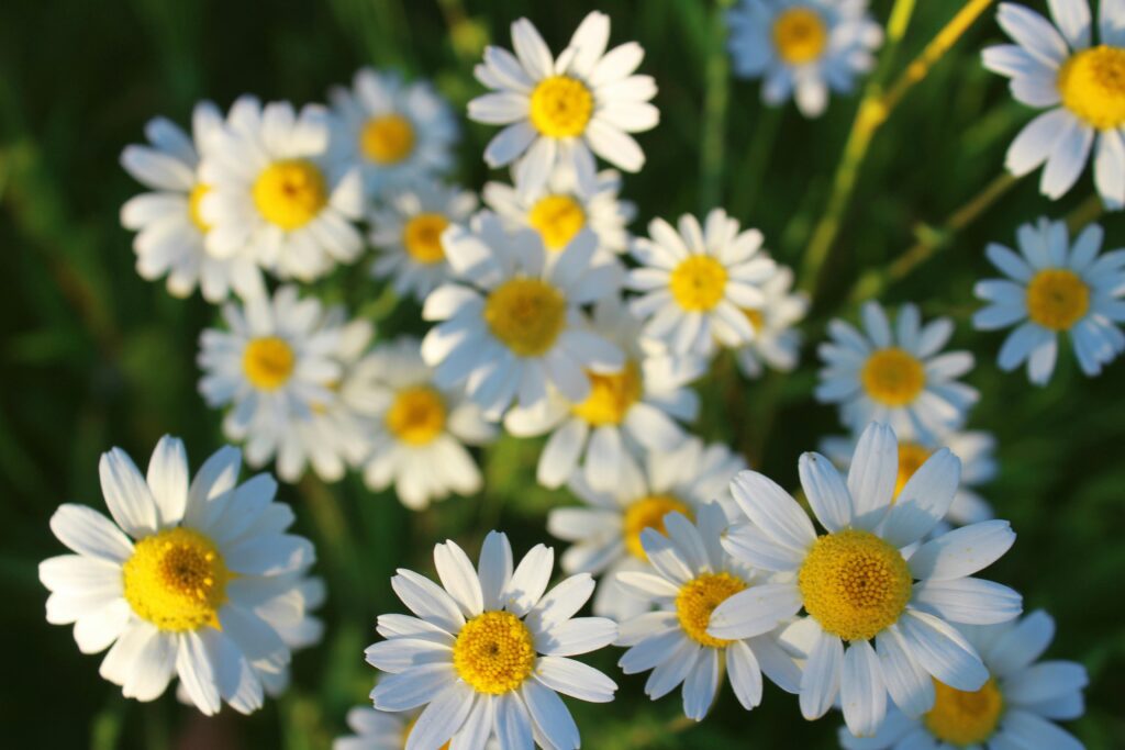 A group of chamomile flowers that can be used in herbal haircare to brighten the hair