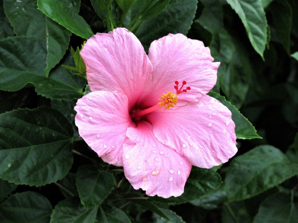 A pink hibiscus flower that is used in herbal haircare to condition the hair