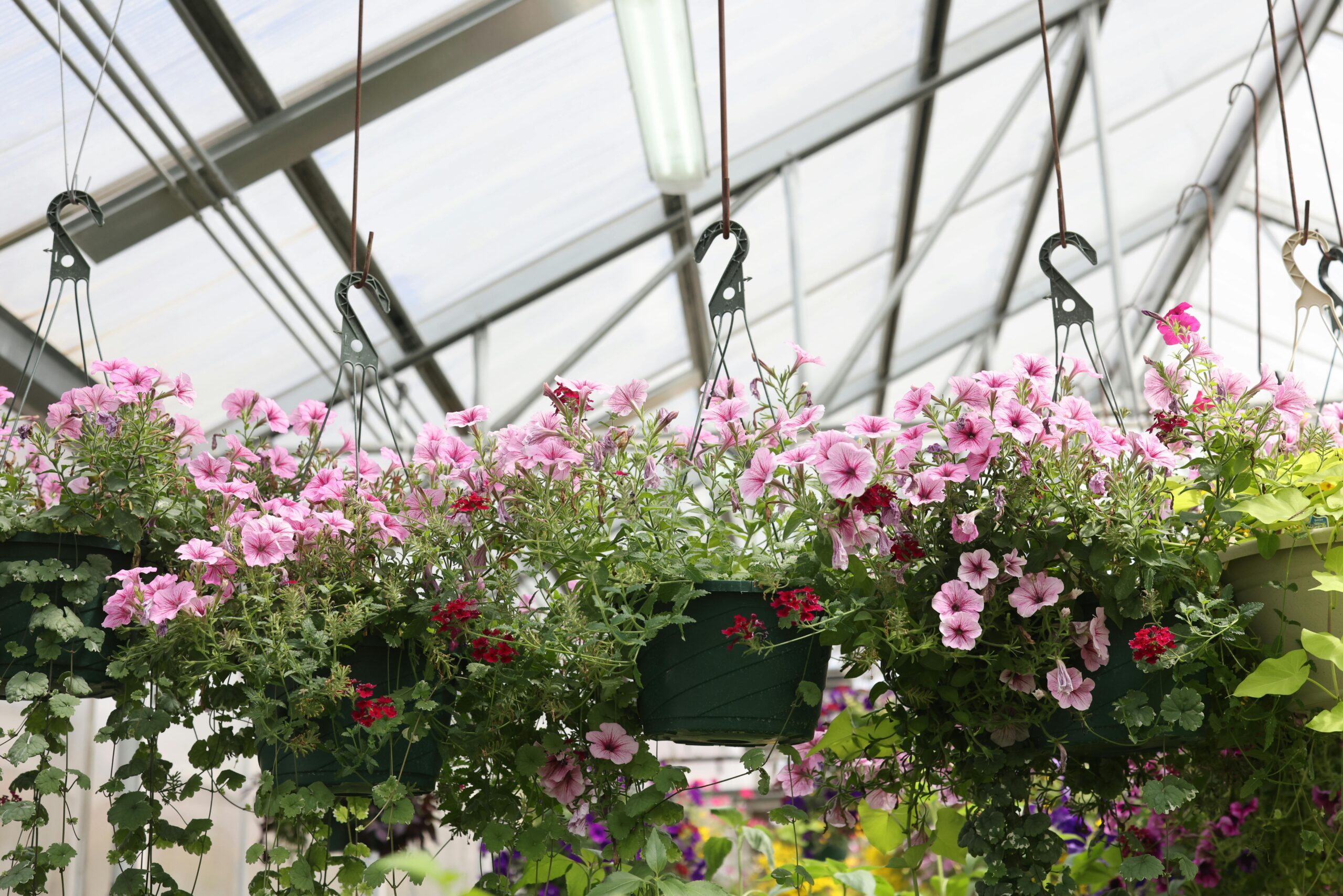 Hanging flower pots at a plant nursery