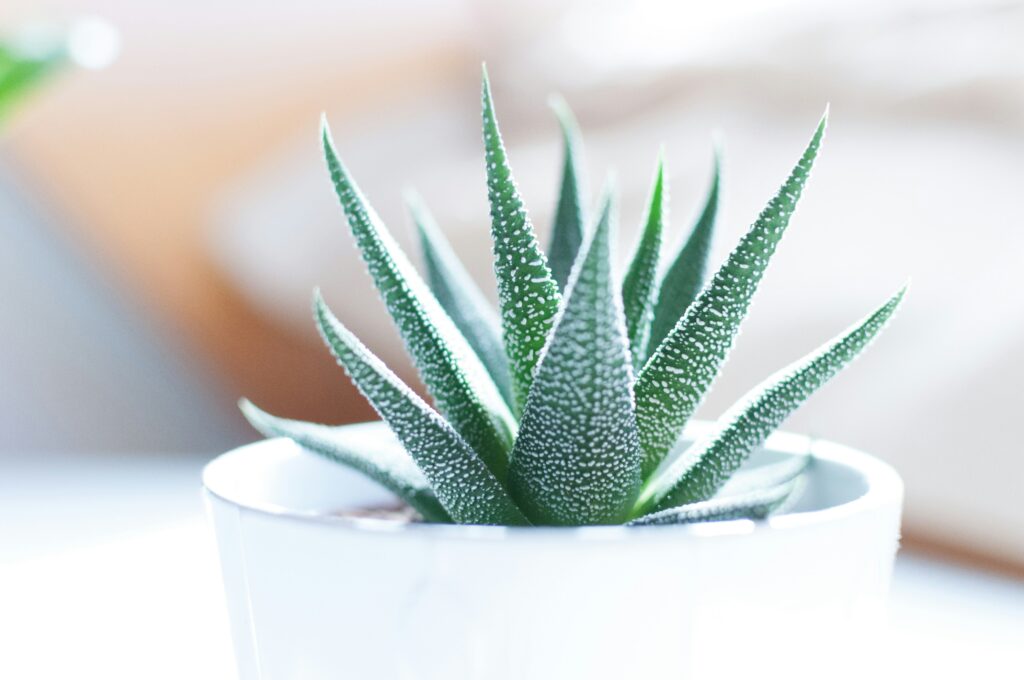 A small succulent in a white pot, which would make a nice housewarming gift