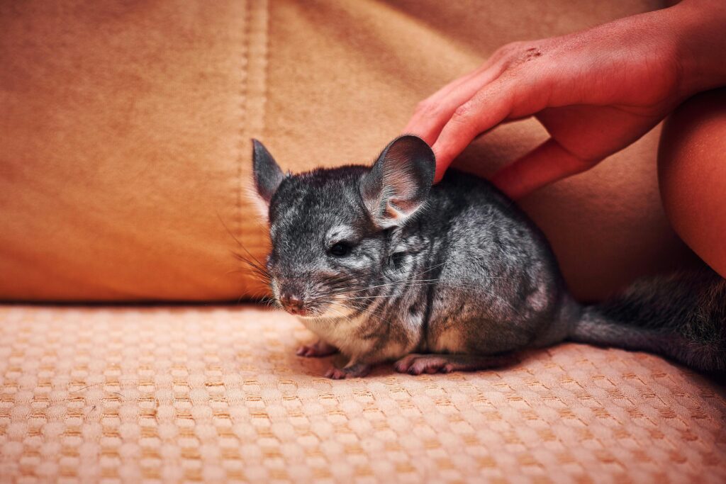 A chinchilla on a sofa being pet