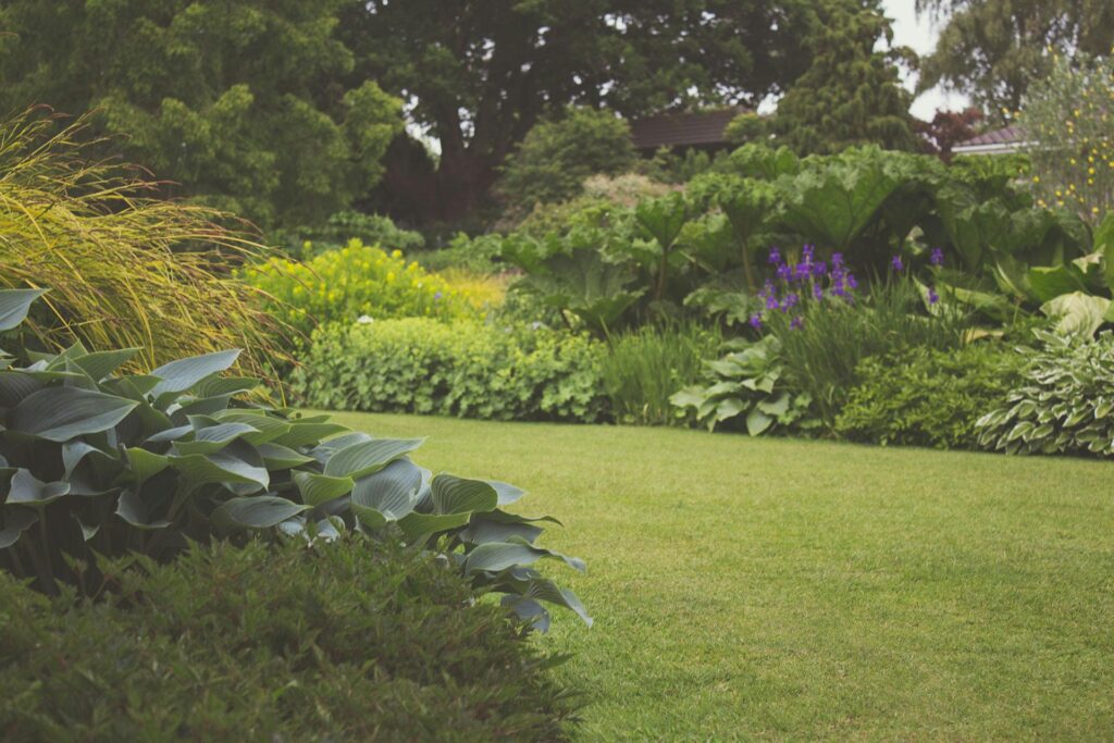 A backyard with a mowed lawn and foliage growing on the sides