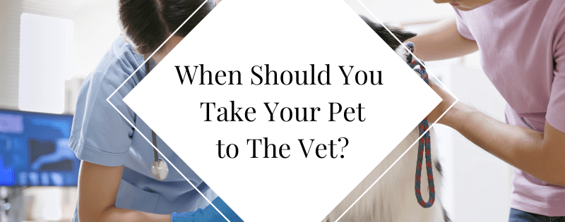 When Should You Take Your Pet to The Vet header