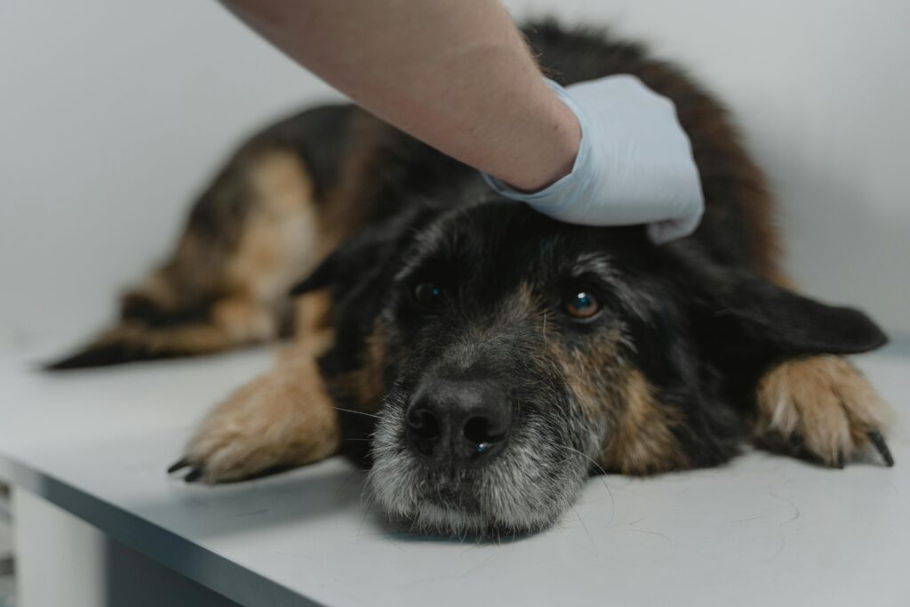A dog lying on a table and being checked by a vet