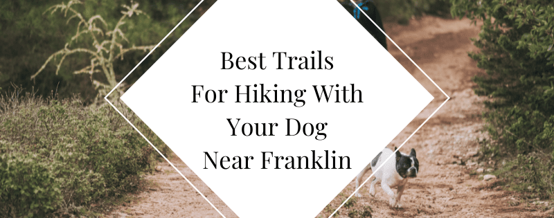 Best Trails For Hiking With Your Dog Near Franklin header