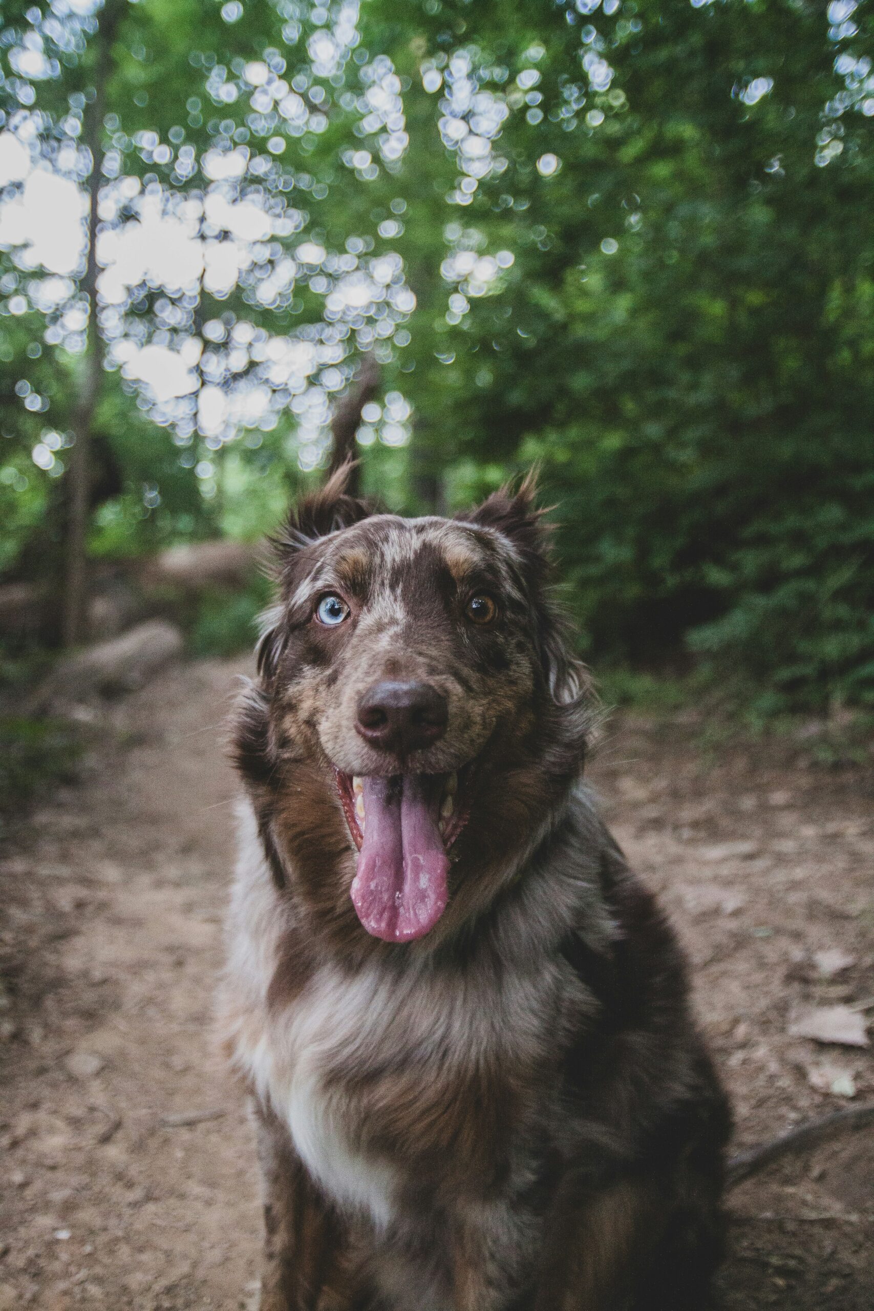 A border collie-australian shepherd mix dog on a hiking trail in Tennessee