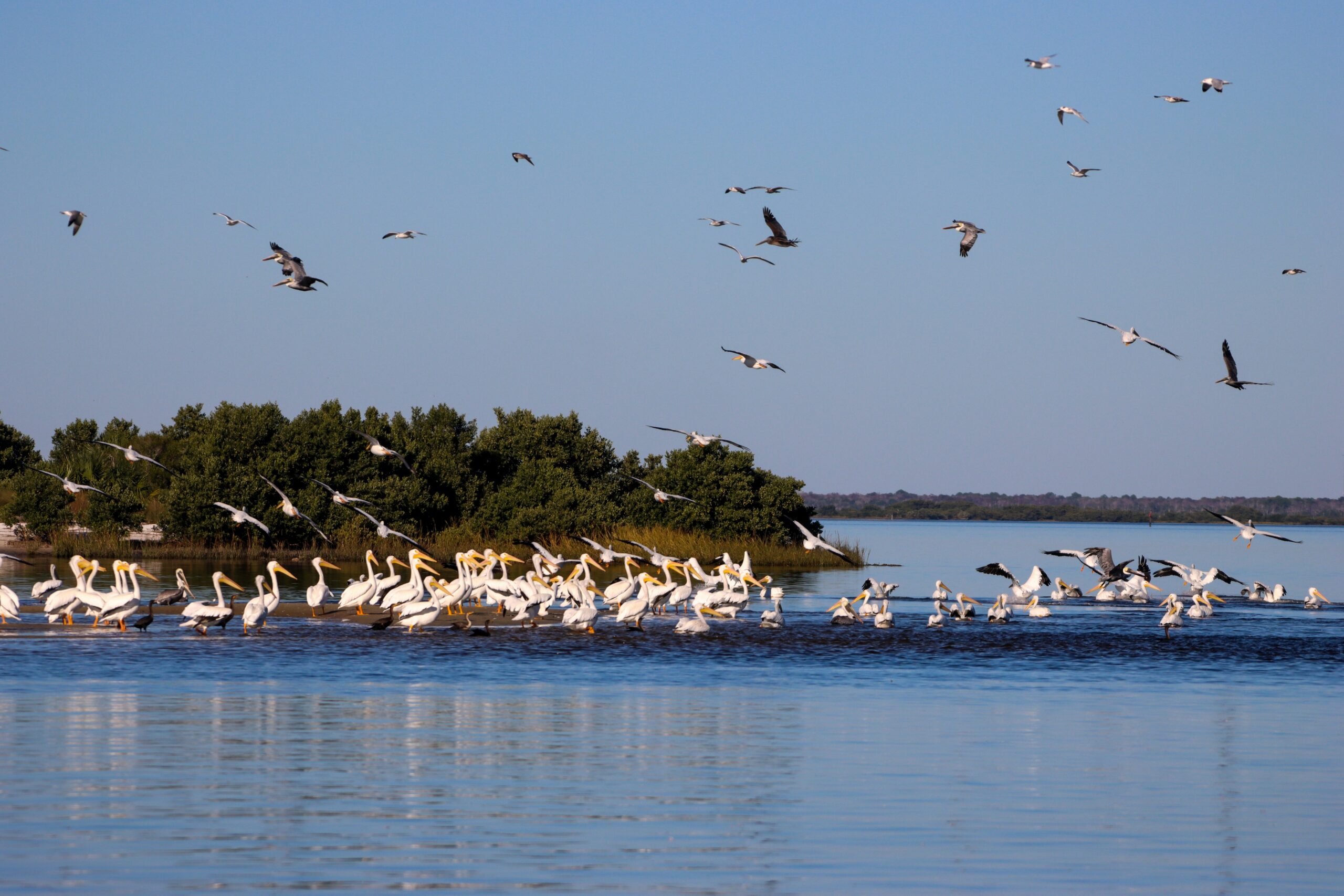 A flock of pelicans near a sandbank in Cedar Key, Florida