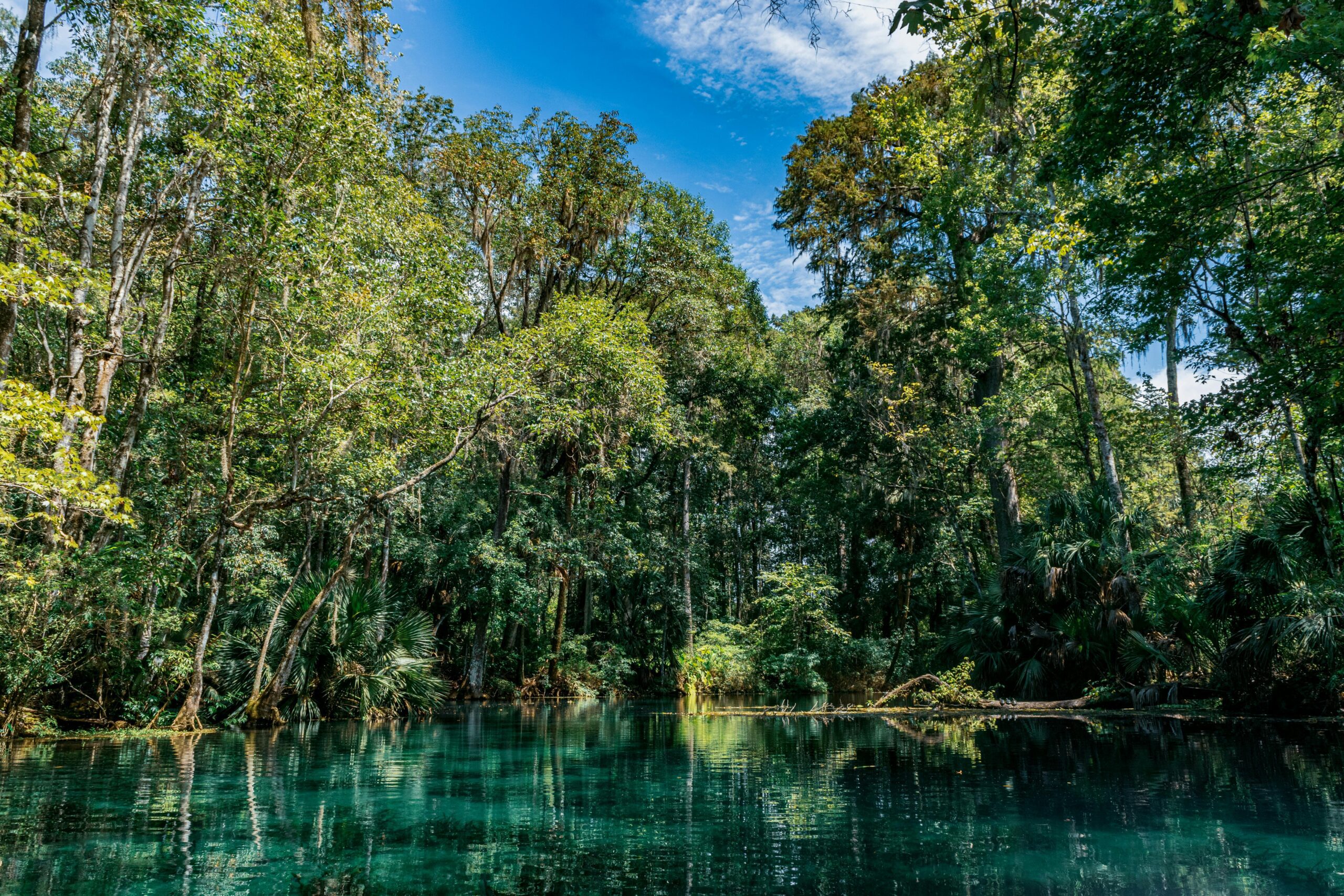 A turquoise river surrounded by trees in Ocala, Florida